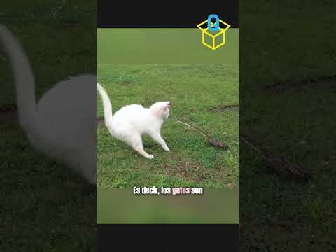Duelo de reflejos: gato vs serpiente"