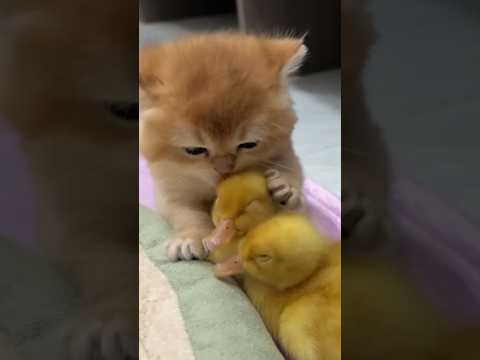 🤣The kitten is deeply in love with the duckling! (Click to watch the full version) #cute #funny