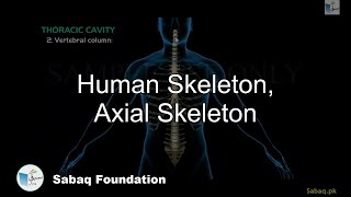 Human Skeleton, Axial Skeleton