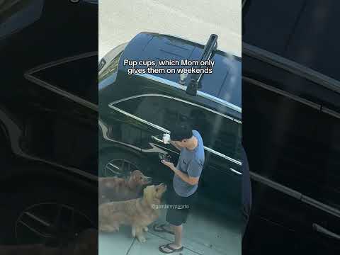 My Dogs’ Reaction When Dad Works From Home #happy #shortvideo #goldenretriever