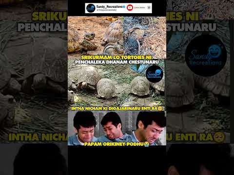 #srikurmam#tortoise#sad#emotional#celebrities#troll#funny#funnymemes#telugumemesdaily#memes#shorts