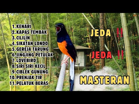 ‼️ SADIS ADA JEDA MASTERAN MURAI BATU GACOR ISIAN MEWAH