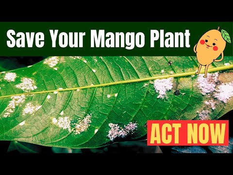 White Powder Disease Mango Plant Par? Pehchaanein aur Karein Ilaj! #powderymildew #mangoplant