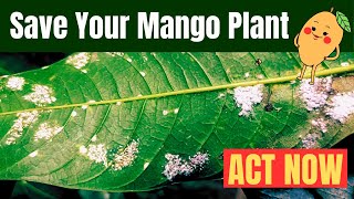 White Powder Disease Mango Plant Par? Pehchaanein aur Karein Ilaj! #powderymildew #mangoplant