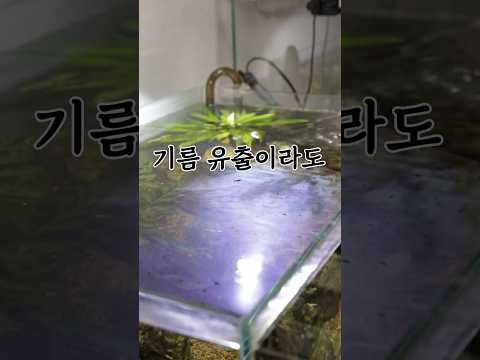 당신이 몰라도 상관없는 어항 유막 제거 이야기