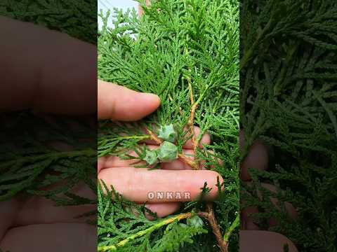 Arborvitae: Miraculous properties are hidden in its leaves! || #shorts #farming
