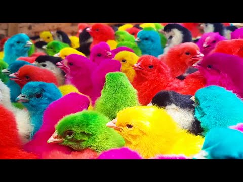 Tot Murgi Chicks Chirping Sounds - Just Born Baby Gallina FRACAS Chicks Piar Loudly Sound