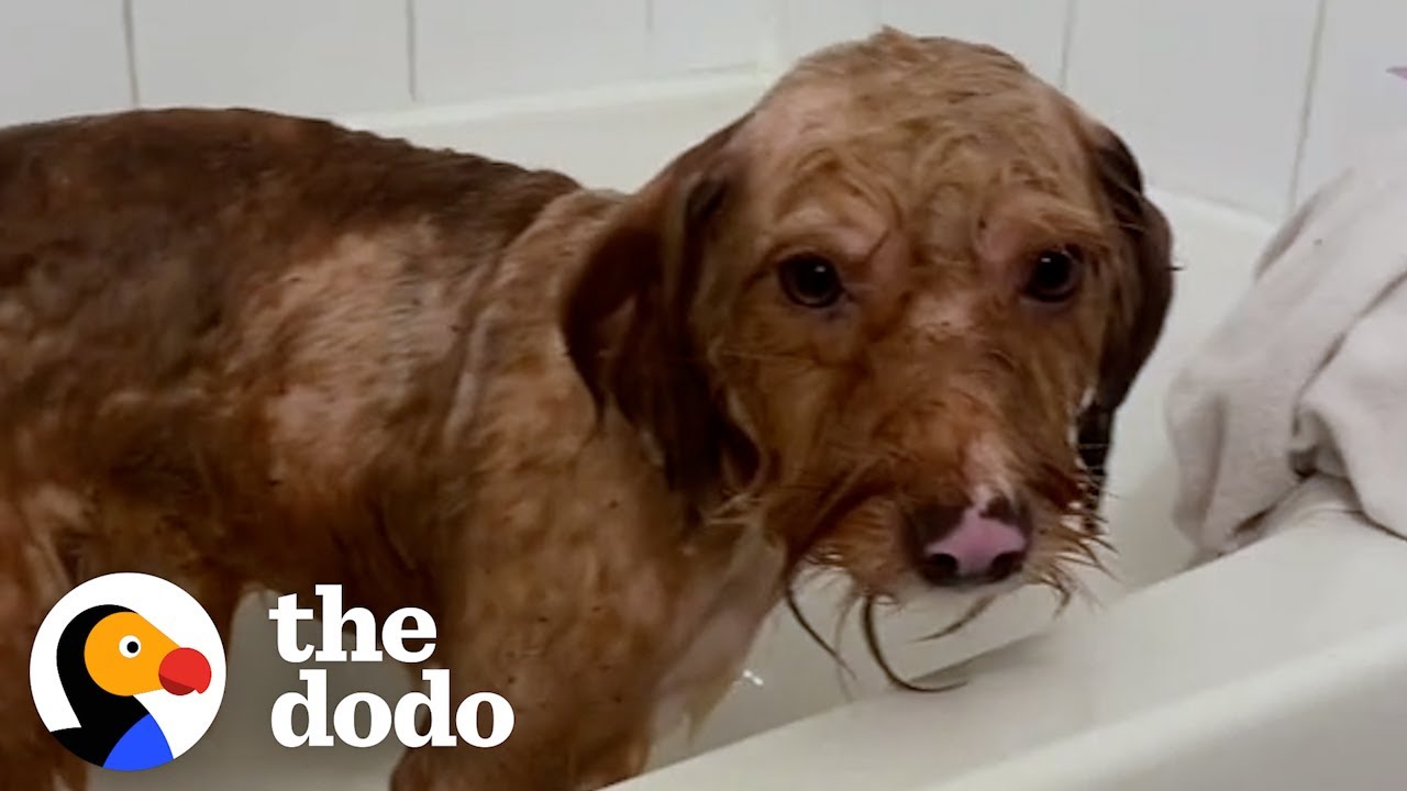 Matted Dog Is So Relieved To Get His First Bath Ever - The Dodo