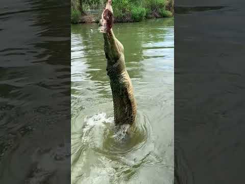 World's Most Aggressive Crocodiles - Saltwater Crocodile