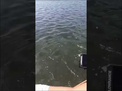Blue Crab Catches GIANT FISH