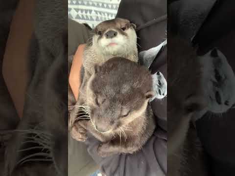 Fluffy Otters #Shorts