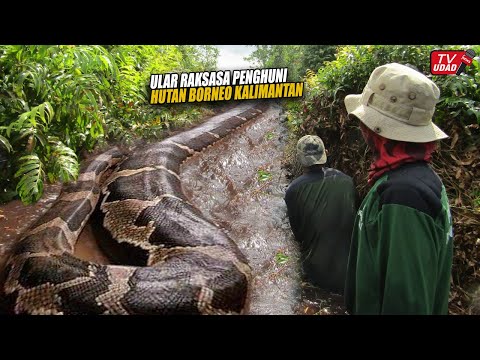 Saking Besarnya, Warga Tak Berani Menangkap Ular Raksasa Ini Dipedalaman Hutan Borneo Kalimantan...