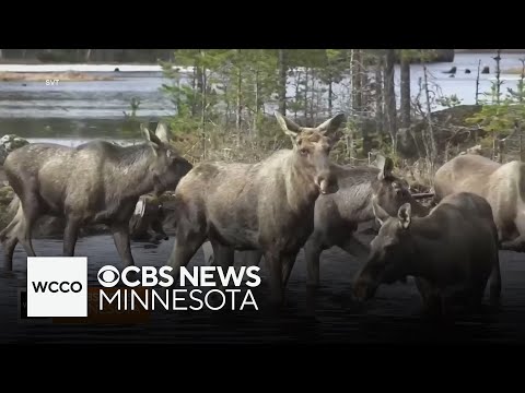YouTube video thumbnail: No Commentary, No Cuts: Sweden's Moose River Livestream Captivates Half a Million People