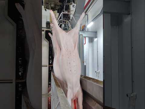 A Glimpse Inside a Modern Pig Slaughterhouse ๐๐ง | High-Tech, Clean & Efficient๐ฅ