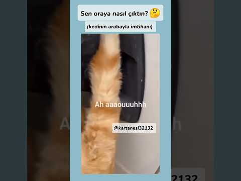 kedi türkçe konușuyor oynat bakalım #keşfet #keşfetbeniöneçıkar #viralshort #fypシ゚viral #kartanesi