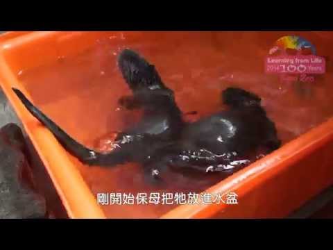 no5   20140527   水獺兄弟學捉魚 Otter Cubs learn to swim - YouTube(3分29秒)