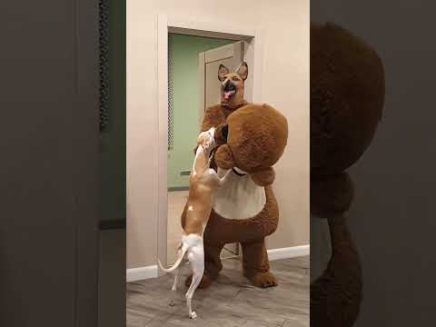 The Dog turns into a Bear