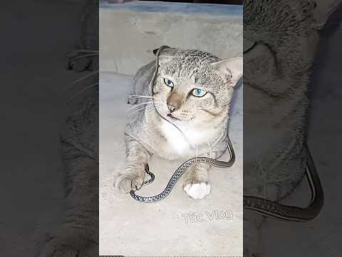 Rắn tấn công mèo kẻ mạnh thật sự thường im lặng #snake