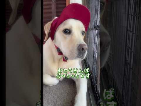 お散歩ン準備は出来とッ🐶✨