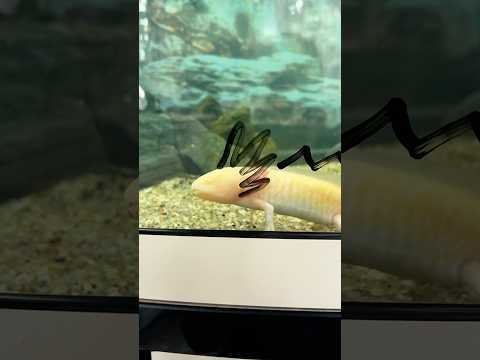 Cute axolotl. #cuteaxolotl #pet #funnyvideo #funny  #funnypets #viralvideo  #tranding  #axolotl
