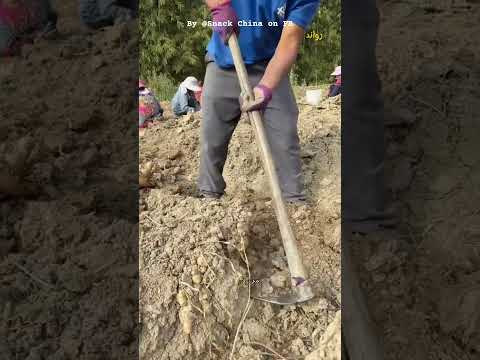 طريقة زراعة الزنجبيل و حصادها !😧