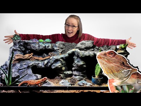 Can I DIY a Dream Bearded Dragon Paradise in 30 days?