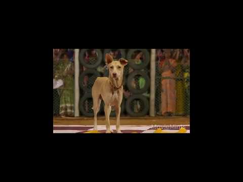 Dog helped another Dog💕Kindness always wins💯 #trending #viral #shorts #youtubeshorts