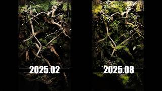 뿌리 근처의 자연 만들기 Created Nature near the Roots | VIVARIUM
