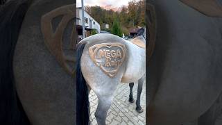 Der beste Community Post 2025 🥳 Pferd mit Megapark Logo 💯