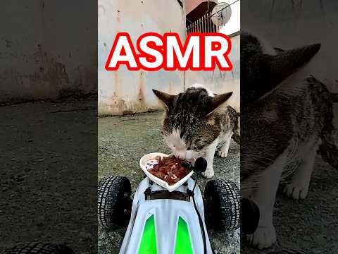 Food Delivery for Cats #shorts #asmr
