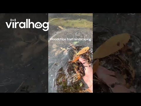 Draining a Parking Lot Puddle || ViralHog