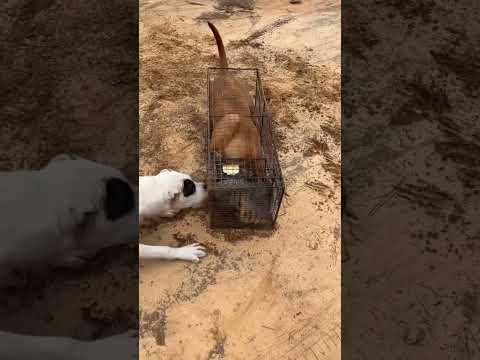 Pit And Doggo Light Work ?‍?      *No Animals Were Harmed* #explore #hunting #bigdog #viral #reels