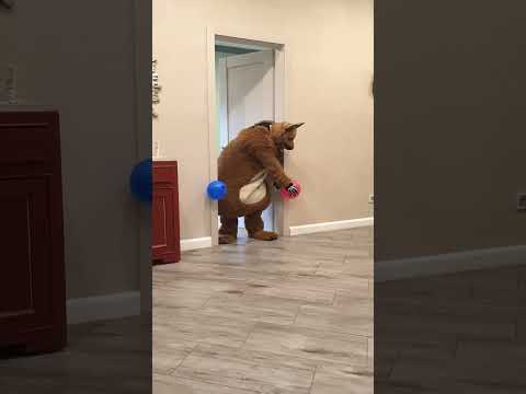A big fat shaggy dog brings balloons to a small doggy