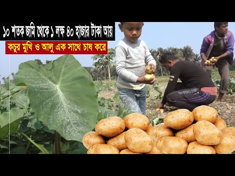 সমন্বিত চাষ এক সাথে কচুর মুখি ও আলু চাষ করে লাভবান কৃষক - চাষ পদ্ধতি আয় ব্যয় - Integrated Farming