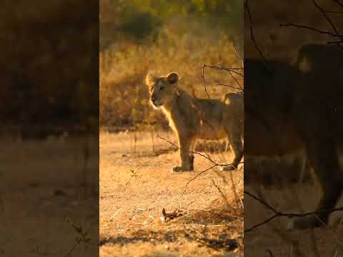 Gir forest 52