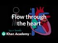 Exploring Blood Flow Dynamics in the Heart