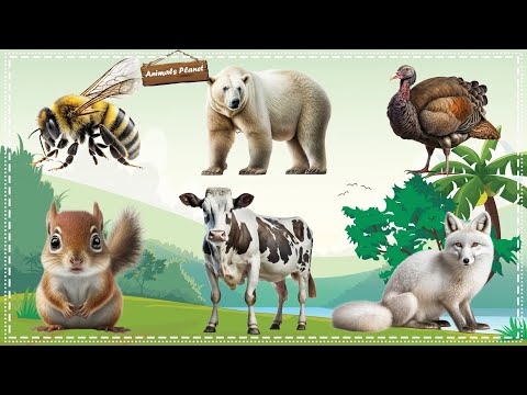 Discover the Wonders of the Animal Kingdom: Bee, Polar Bear, Turkey, Squirrel, Cow, Snow Fox