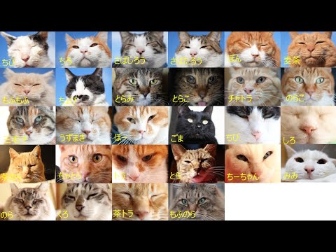 猫の日　28匹のねこお顔　250222