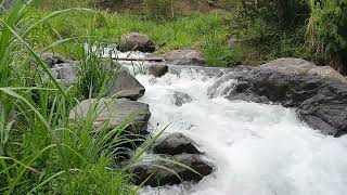 Air Sungai Alami Tanpa Musik | Suara Alam Natural untuk Relaksasi, Belajar, Fokus, dan Tidur #nature