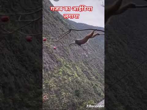 आदमी से भी तेज दिमाग होता है इनका #animals #funny #wildlife #monkey #comedy #animalrescue