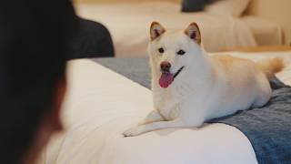 なんだここは… 犬も泊まれるじゃない、“愛犬が主役”な宿だった。