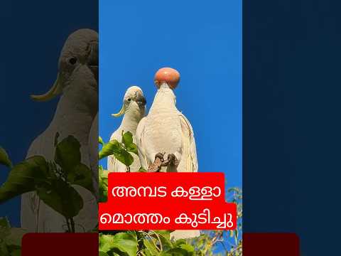 ഓസ്‌ട്രേലിയയിൽ സൂത്രക്കാരൻ പക്ഷിയുടെ പണി കണ്ടോ  #shorts #cockatoo