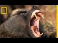 Wildlife Dynamics in the Great Rift Valley