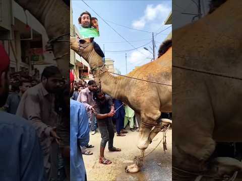 بِسْمِ اللهِ الرَّحْمٰنِ الرَّحِيْمِ #qurbanvlogs #cow #animals #cowlover #syedfahad #cute #foryou