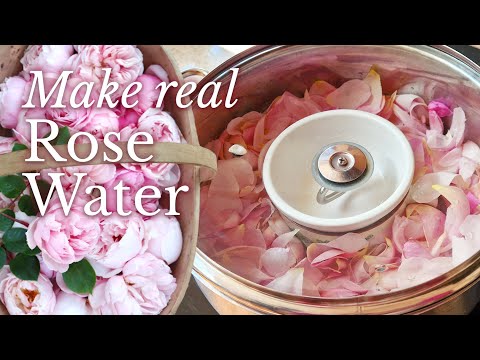How to Make Rose Hydrosol at Home (DIY Rose Water)