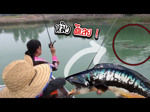 มันโกรธหนักมาก ขึ้นมาแบบนี้ โดนแน่ | เด็กตกปลา