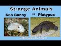 Strange Animals: Sea Bunny vs. Platypus
