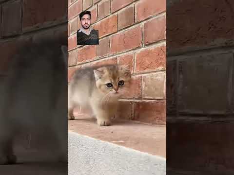 Bili ki dukh bhari kahani #shorts #cat #catlover #funny #cutecat #catblogger #catworld #mycat #kitty