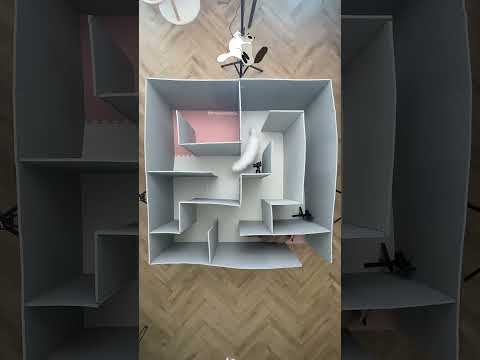 Both cats are left in the maze #shortvideo