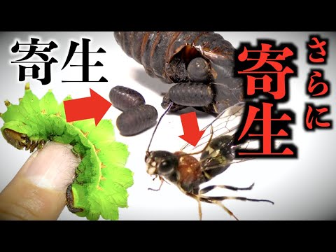 寄生虫に寄生した寄生虫にやられました